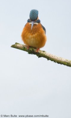 IJsvogel (Alcedo atthis)