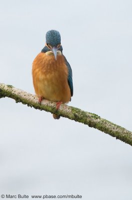 IJsvogel (Alcedo atthis)