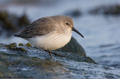Bonte strandloper (Calidris alpina)