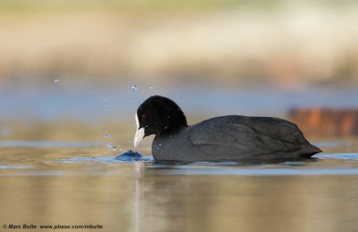 Meerkoet (Fulica atra)