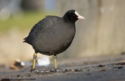 Meerkoet (Fulica atra)