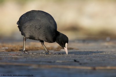 Meerkoet (Fulica atra)