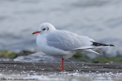 Kokmeeuw (Chroicocephalus ridibundus)