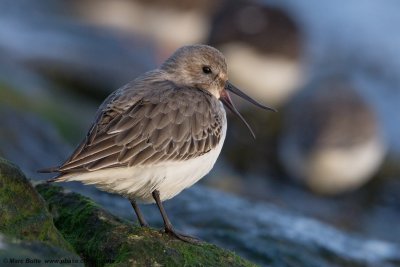 Sandpipers ea (Scolopacidae)