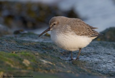 Bonte strandloper (Calidris alpina)