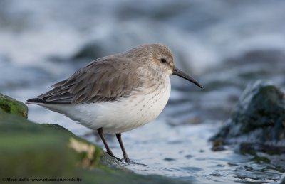 Bonte strandloper (Calidris alpina)