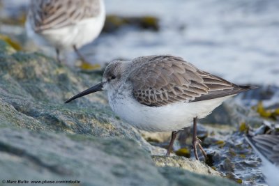 Bonte strandloper (Calidris alpina)