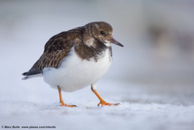 Ruddy Turnstone (Arenaria interpres)