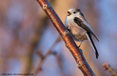 Bushtits (Aegithalidae)