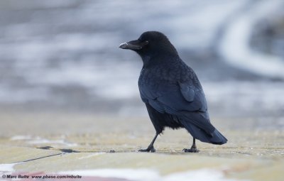 Zwarte Kraai (Corvus corone)