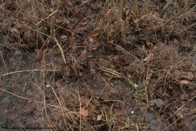 Bokje (Lymnocryptes minimus)