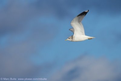 Stormmeeuw (Larus canus)