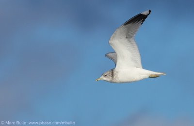 Stormmeeuw (Larus canus)