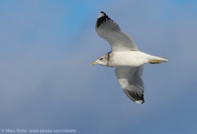 Stormmeeuw (Larus canus)