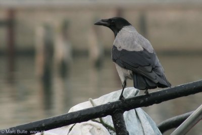 Bonte Kraai (Corvus cornix)