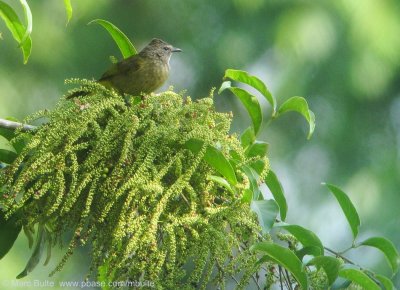 Bulbuls (Pycnonotidae)