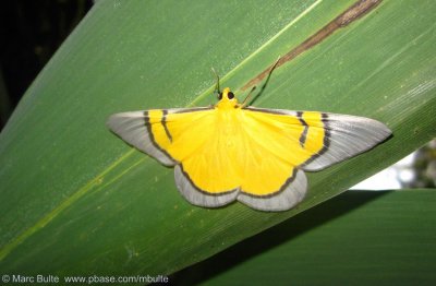 Celerena signata