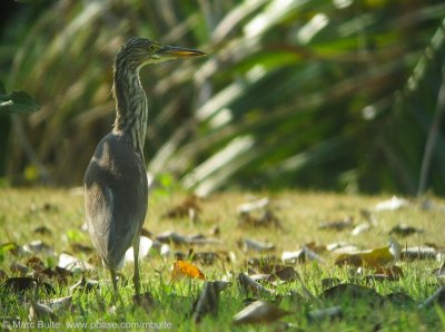 Chinese Ralreiger (Ardeola bacchus)