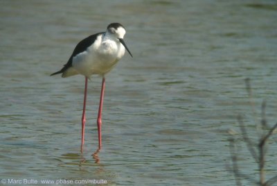 Steltkluut (Himantopus himantopus)