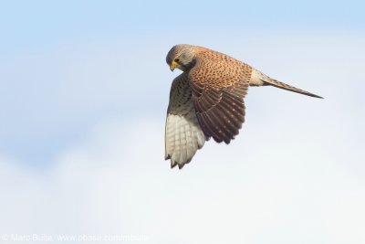 Falcons (Falconidae)