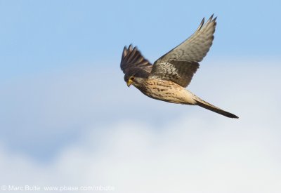 Torenvalk (Falco tinnunculus)