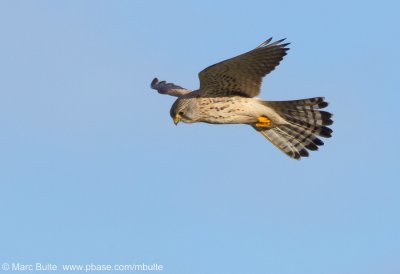 Torenvalk (Falco tinnunculus)