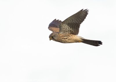Falcons (Falconidae)