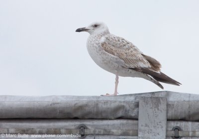 Pontische Meeuw (Larus cachinnans)