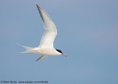 Visdief (Sterna hirundo)