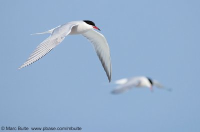 Visdief (Sterna hirundo)