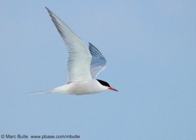 Visdief (Sterna hirundo)