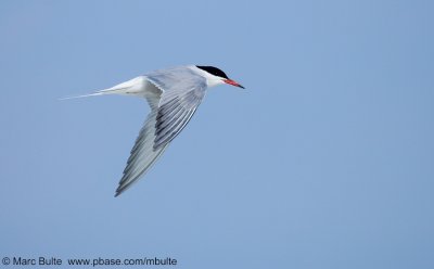 Visdief (Sterna hirundo)