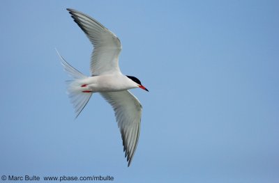 Visdief (Sterna hirundo)