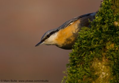 Nuthatches (Sittidae)