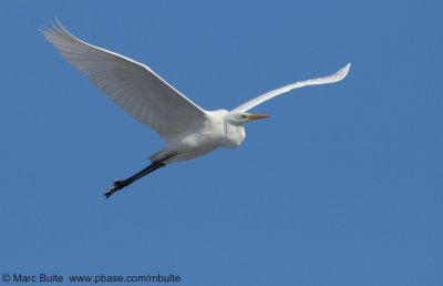 Grote zilverreiger (Egretta alba)