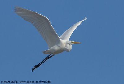 Grote zilverreiger (Egretta alba)