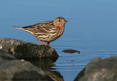 Roodkeelpieper (Anthus cervinus)