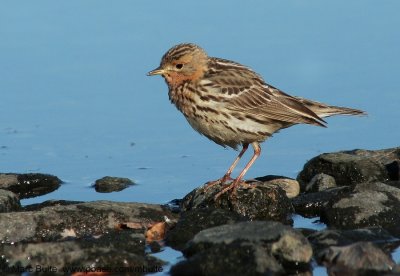 Pipits (Motacillidae)