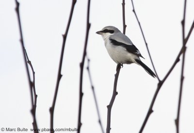Shrikes (Lanidae)