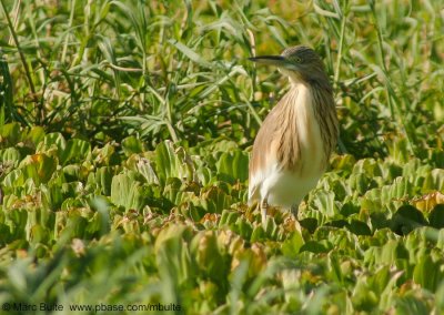 Herons & Egrets (Ardeidae)