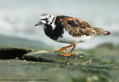 Ruddy Turnstone (Arenaria interpres)