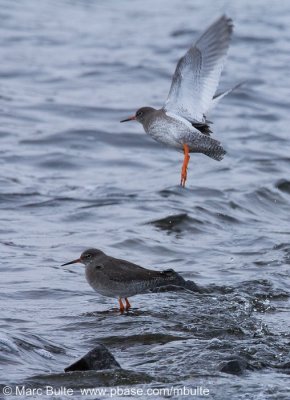 Tureluur (Tringa totanus)