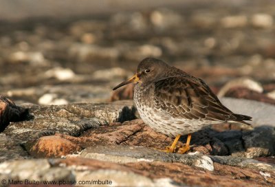 Paarse Strandloper (Calidris maritima)