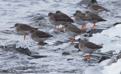 Tureluur (Tringa totanus)