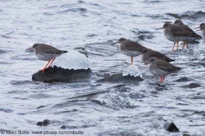 Sandpipers ea (Scolopacidae)