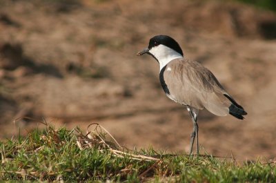 Sporenkievit (Vanellus spinosus)