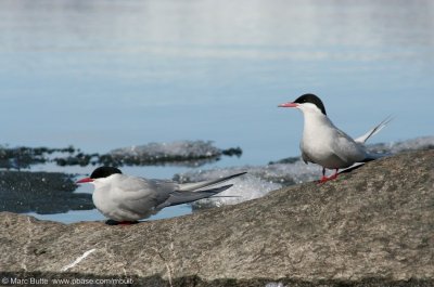 Noordse Stern (Sterna paradisea)