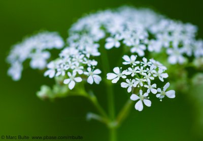 Anthriscus sylvestris