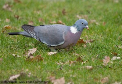 Pigeons (Columbidae)