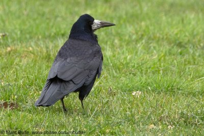 Roek (Corvus frugilegus)